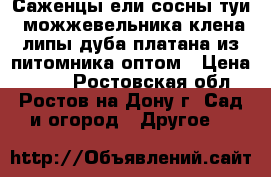 Саженцы ели,сосны,туи, можжевельника,клена,липы,дуба,платана из питомника оптом › Цена ­ 180 - Ростовская обл., Ростов-на-Дону г. Сад и огород » Другое   